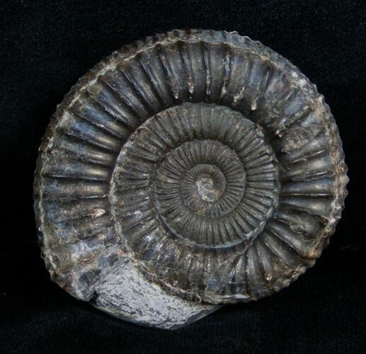 Inch Wide Dactylioceras Ammonite #4233